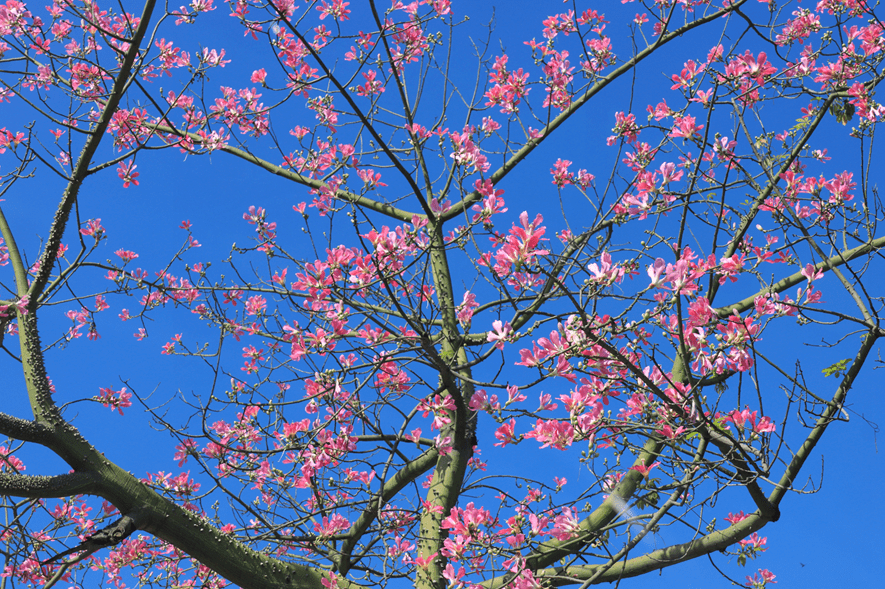 实拍！“美人树”惊艳盛放，江门的街头粉红一片……