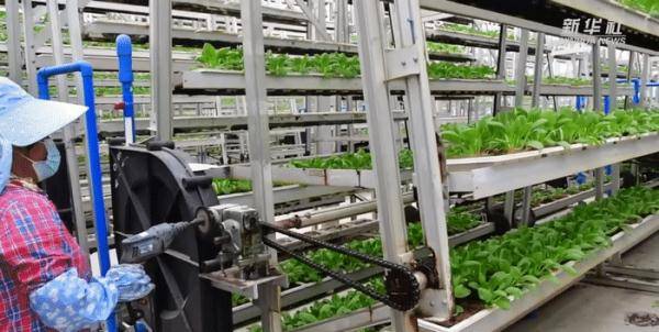 海南省|种菜用上自动化 科技大棚助增收