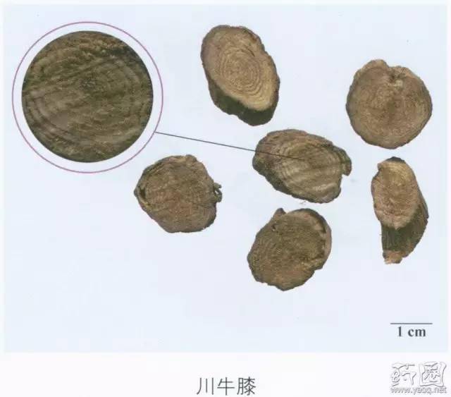 每天最少记一味中药-川牛膝