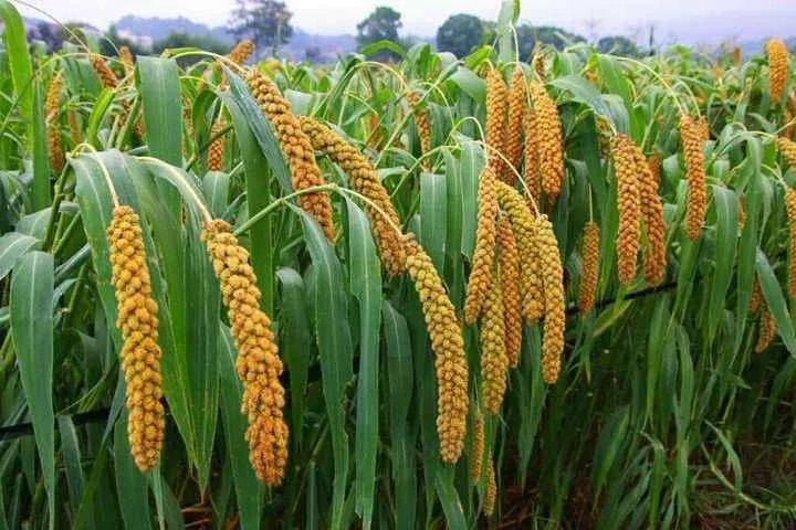 四体不勤五谷不分的五谷到底是哪几种谷物