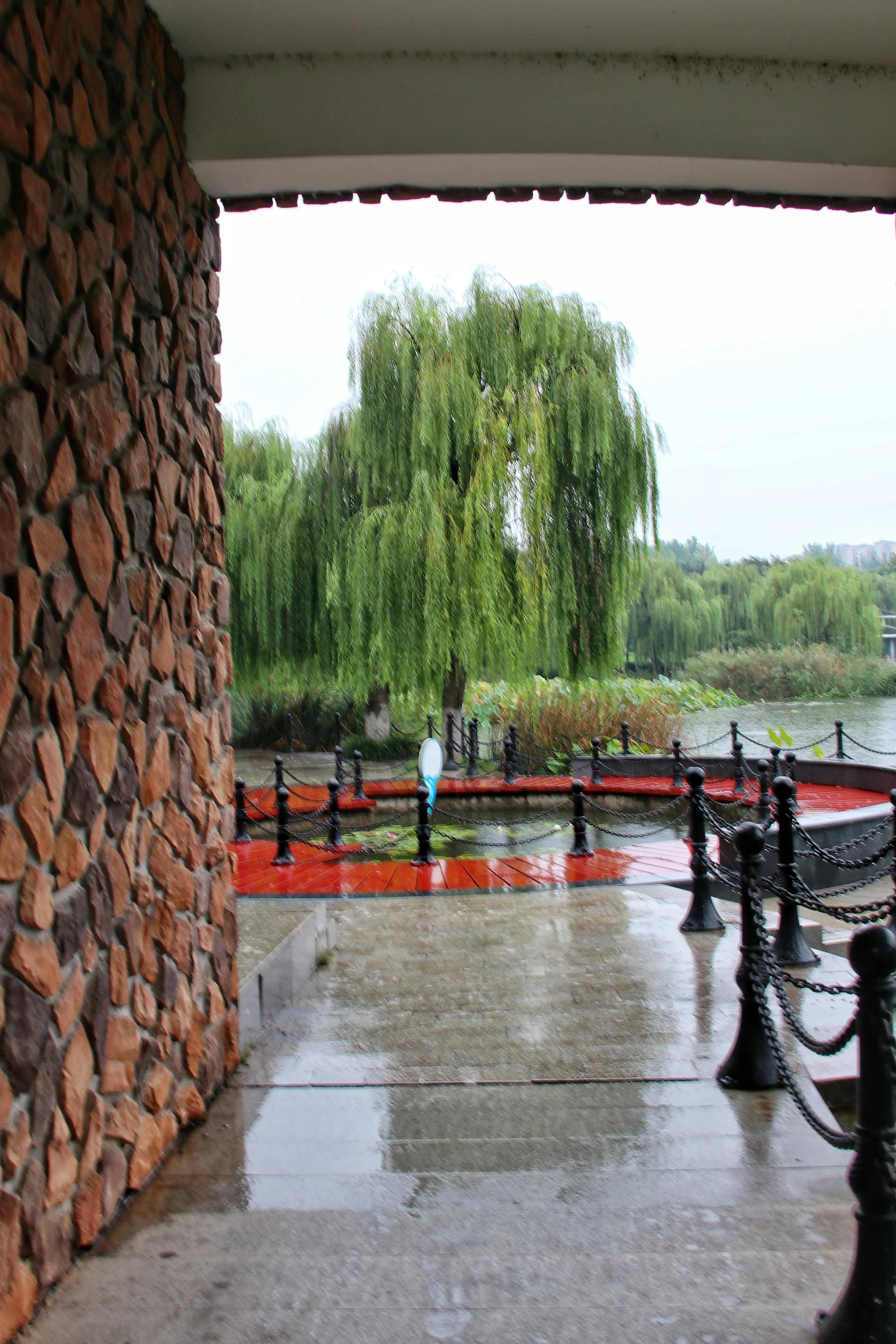 秋雨綿綿,濰坊植物園雨中即景