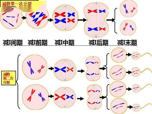 减数分裂和受精作用知识点总结