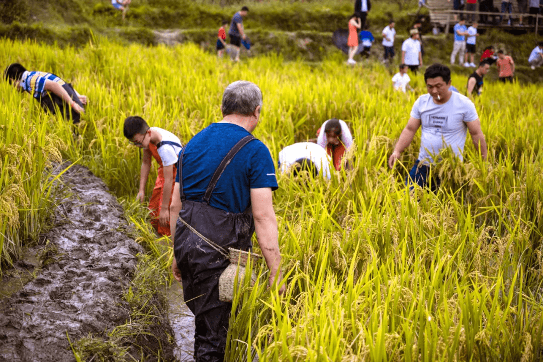 挽起裤脚跳进稻田撒欢去腾冲稻花鱼节等你来体验健康旅游生活