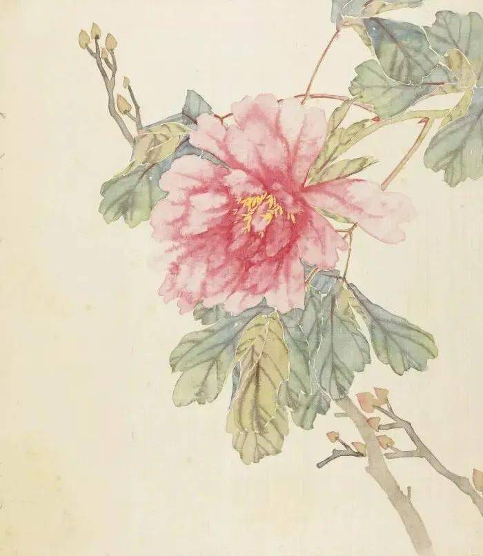 无名氏没骨牡丹美醉了