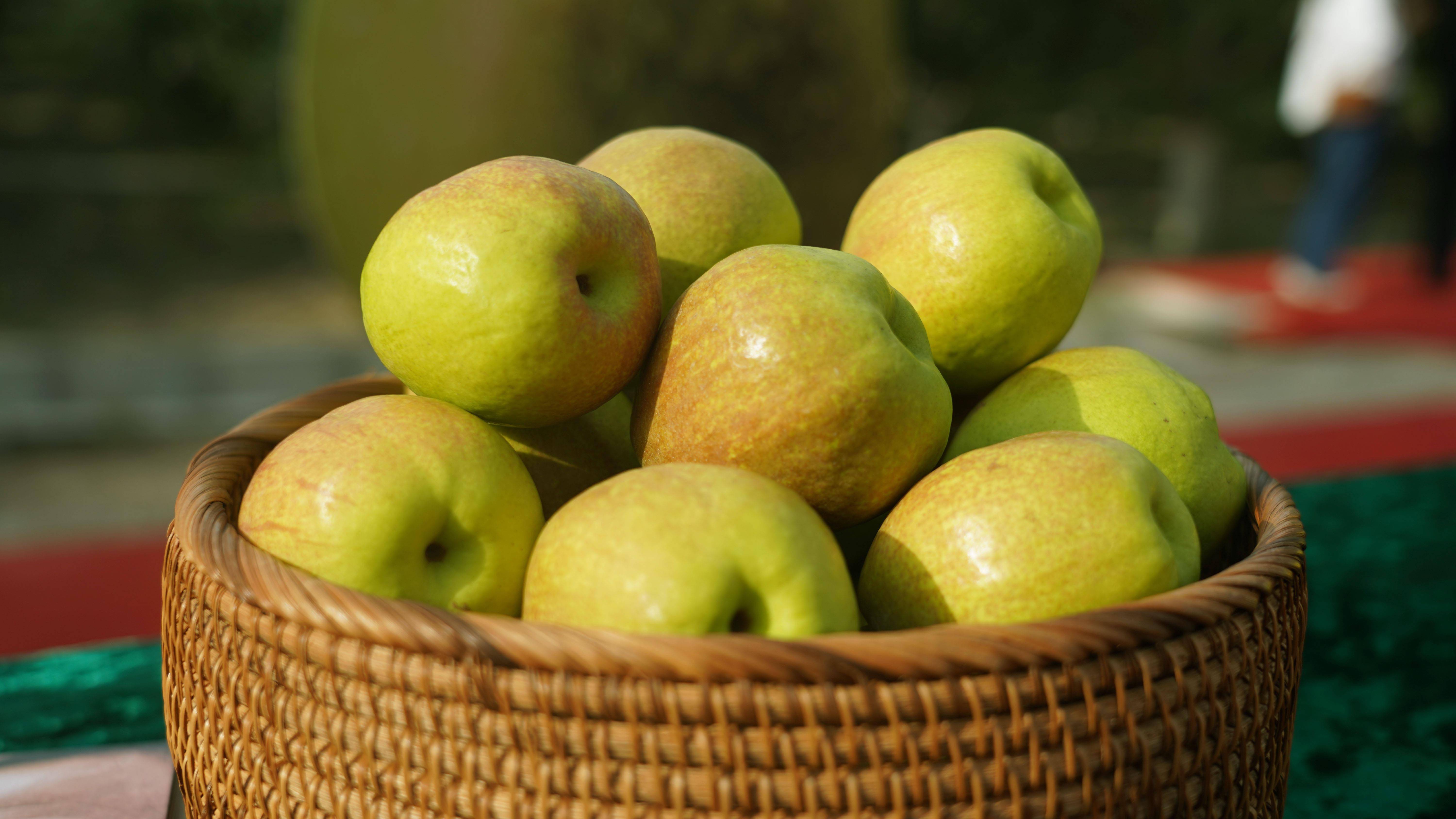 库尔勒香梨文化节暨孔雀河畔树上熟香梨开园仪式举行