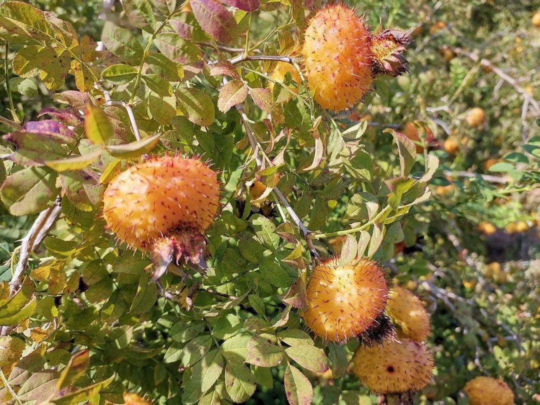 刺梨金灿灿,收获沉甸甸
