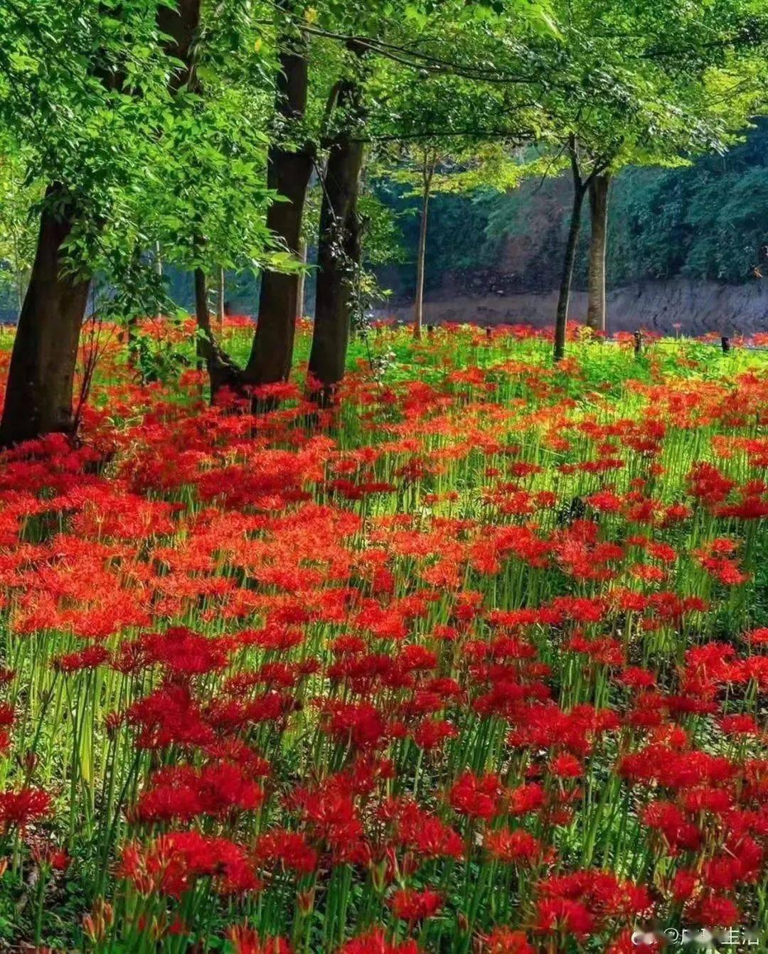 彼岸花海▎转转会女主人日记