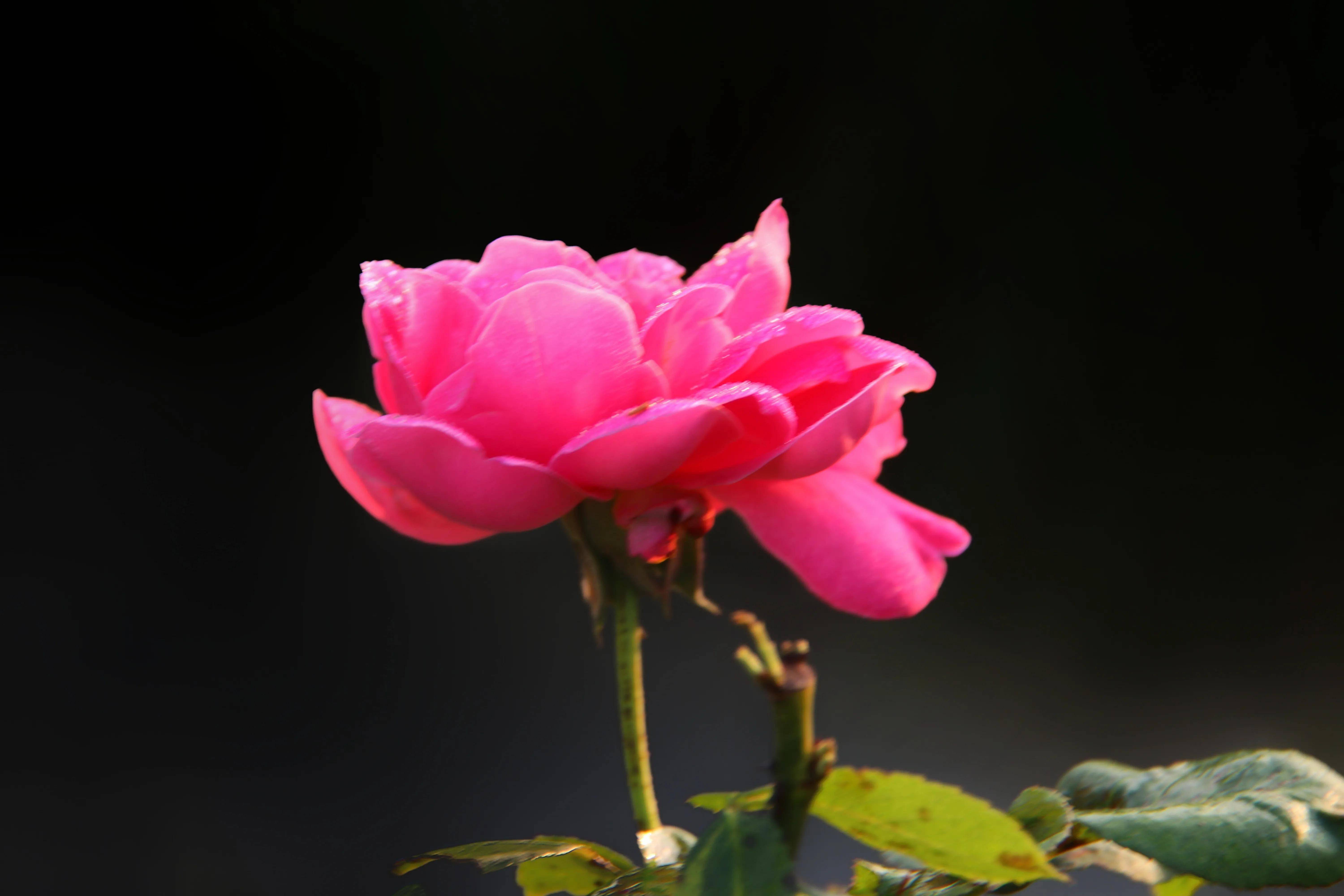 秋天月季红艳艳