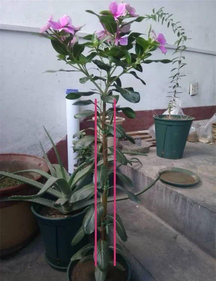 6种便宜花稍加打理养成棒棒糖给多少钱都不卖