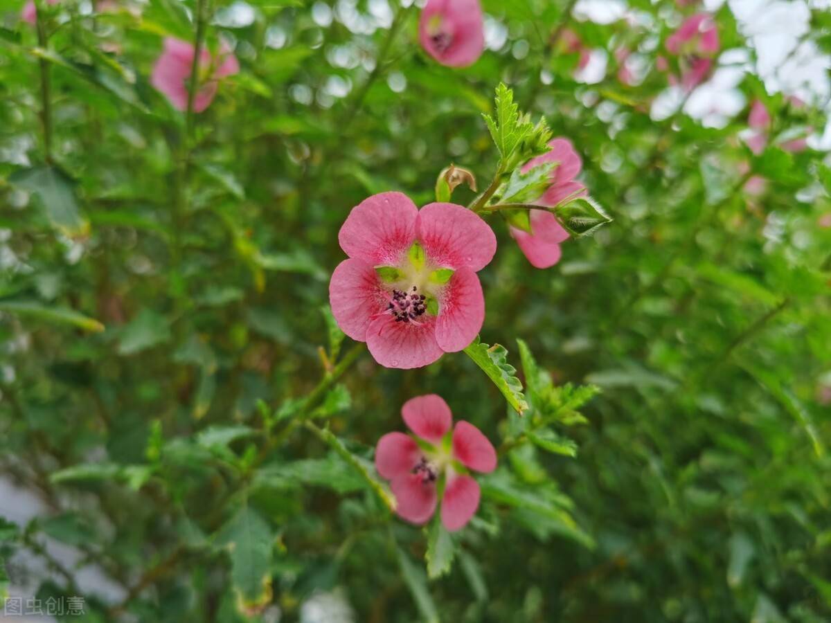 6种便宜花稍加打理养成棒棒糖给多少钱都不卖