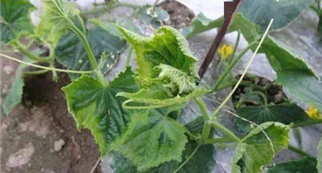 种植的黄瓜黄瓜须都要掐掉吗