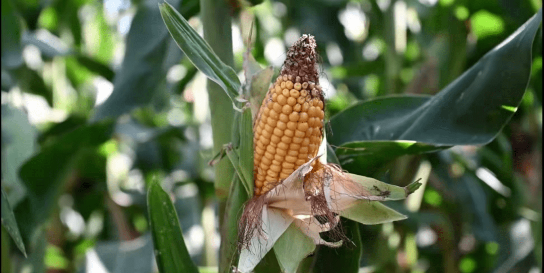 今年省内大部分玉米出现秃尖情况,究竟是什么原因导致玉米秃尖?