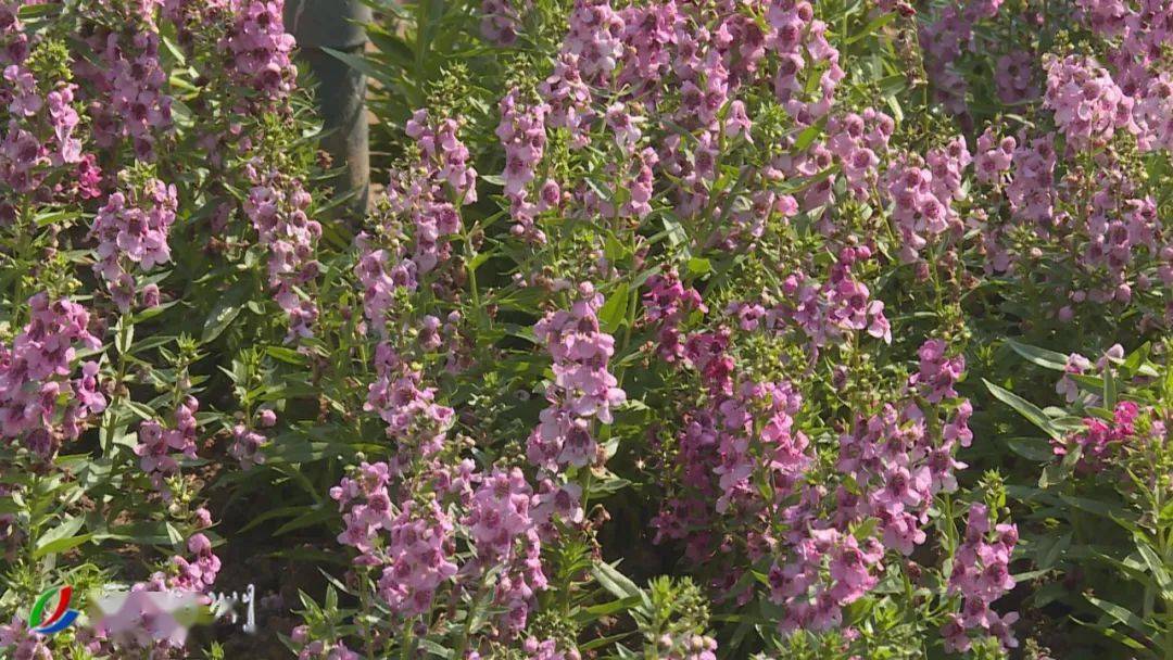 喜迎国庆17万株时花扮靓潮州市区