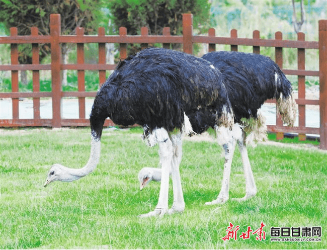 兰州|兰州野生动物园昨日试开园 2500余名游客冒雨“打卡尝鲜”