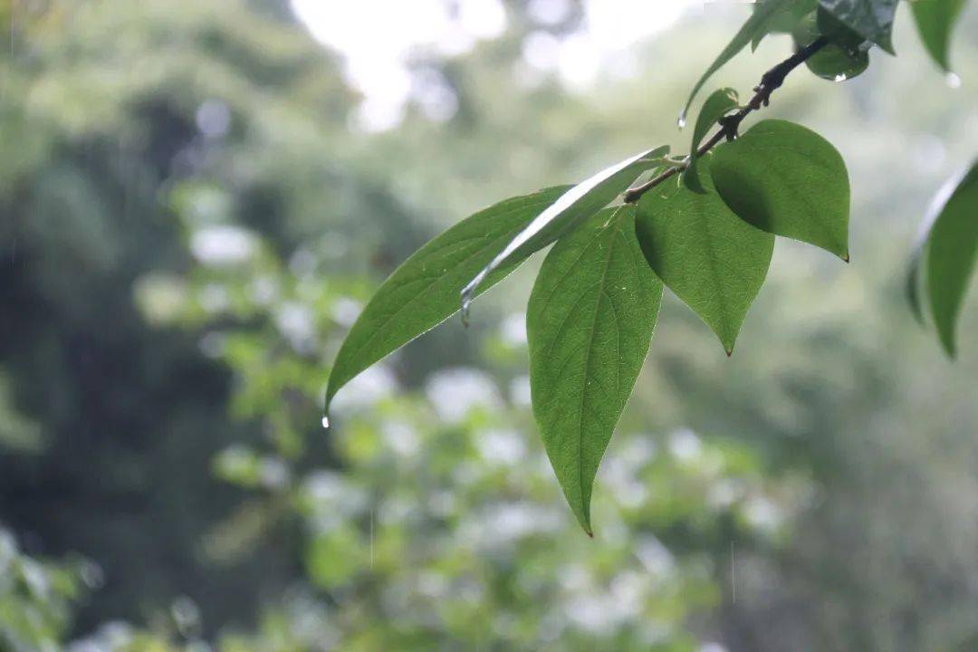 冷雨也澆不滅西農人學習熱情 卻好似驚擾了葉上的蝸牛 樹上的斑鳩