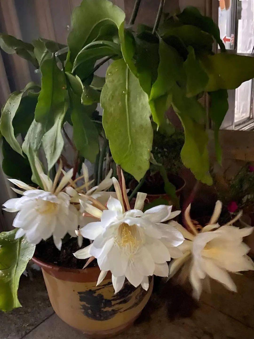 龙口一市民家中昙花开了!