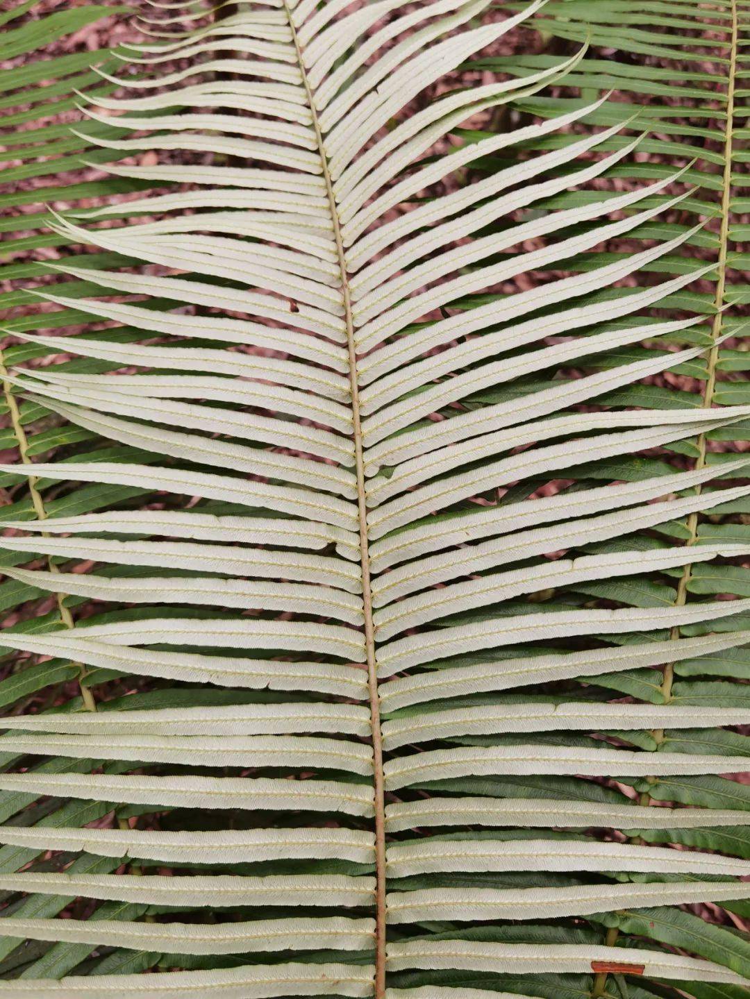 苏铁蕨(苏铁蕨贯众和绵马贯众的区别)