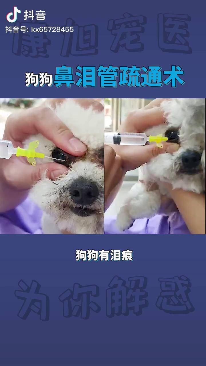 狗狗有泪痕有可能是鼻泪管堵住了萌宠狗狗宠物