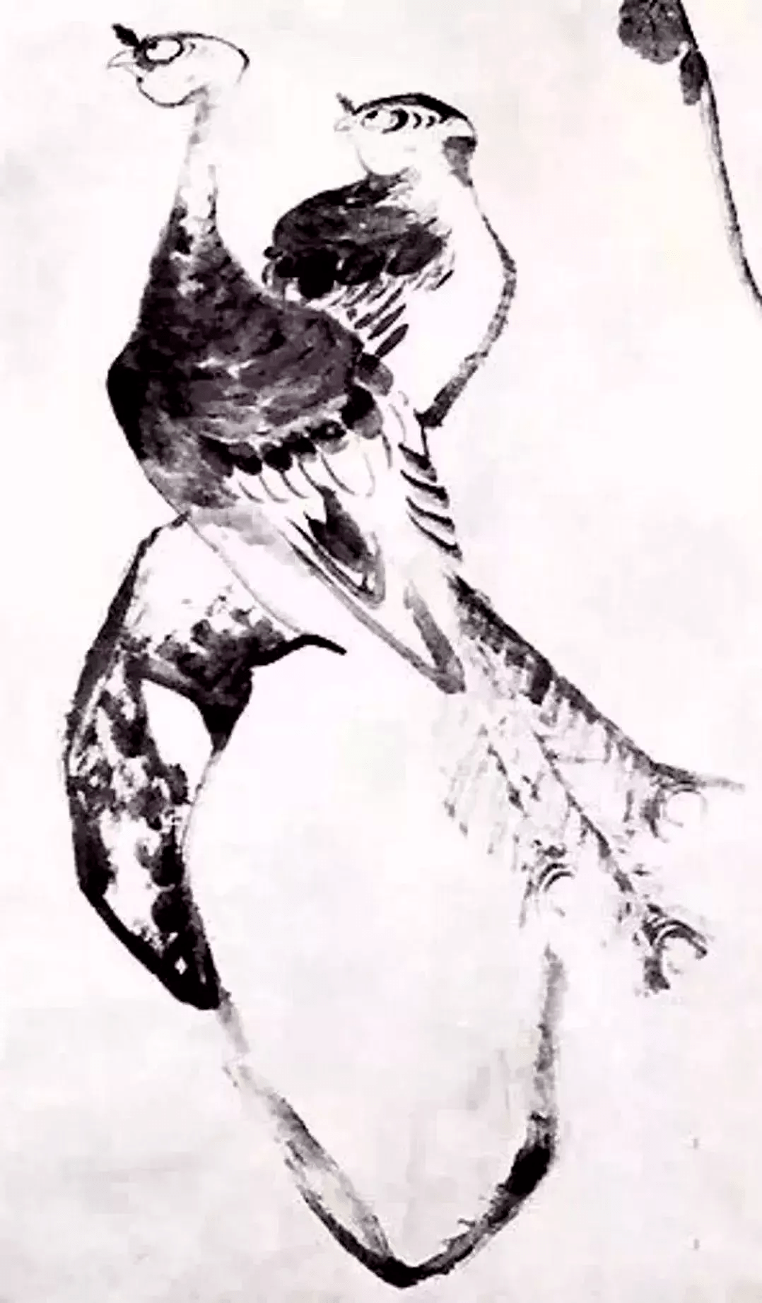 朱耷孔雀牡丹图的寓意图片