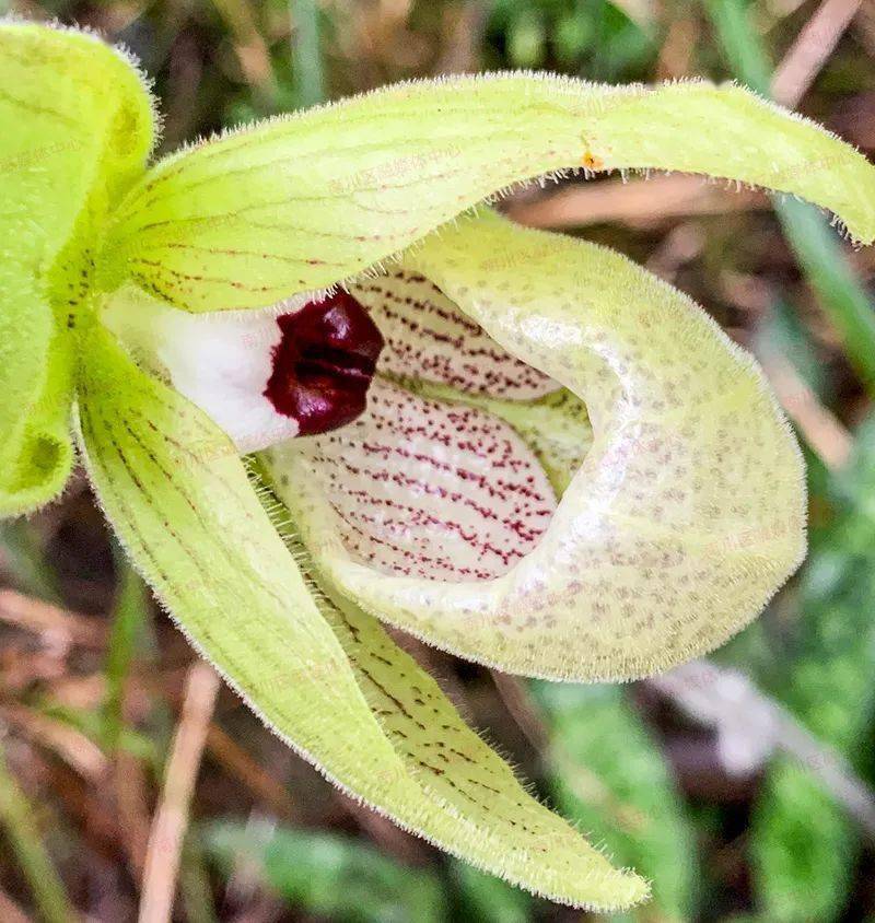 关注|新版《国家重点保护野生植物名录》公布,南川新增至122种!