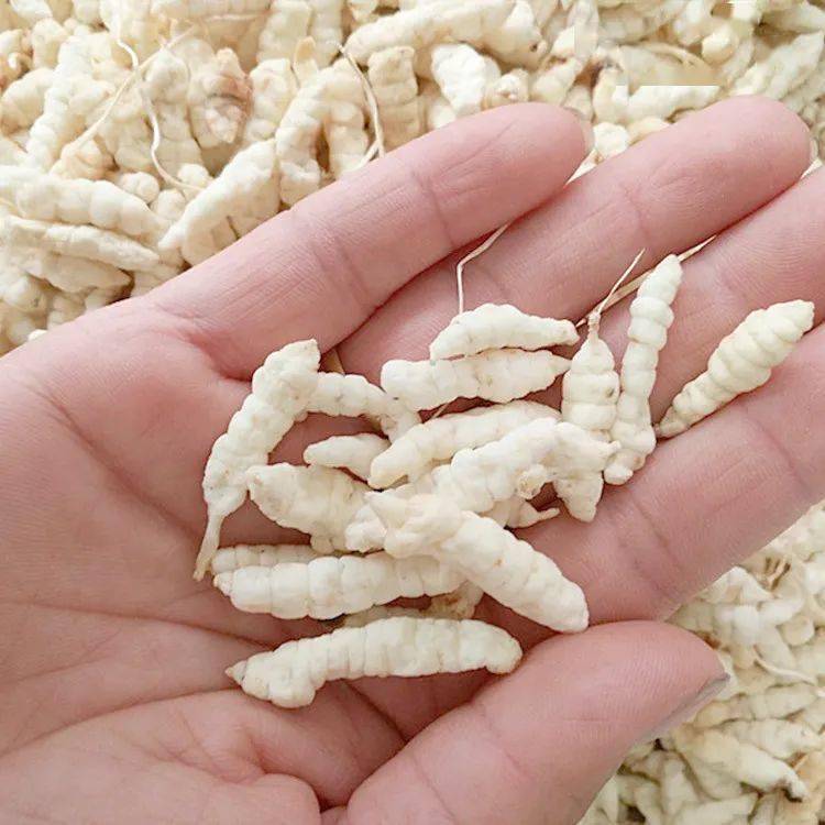 【散文】奶奶的地蚕 ‖ 许政_老人