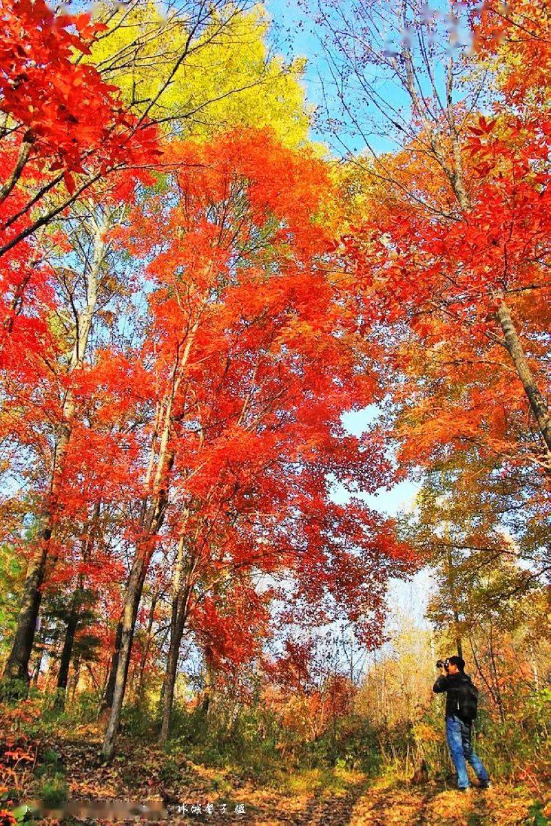 这个秋天哈尔滨黑龙江被雪藏起来的秋色什么样100张图片让你饱览