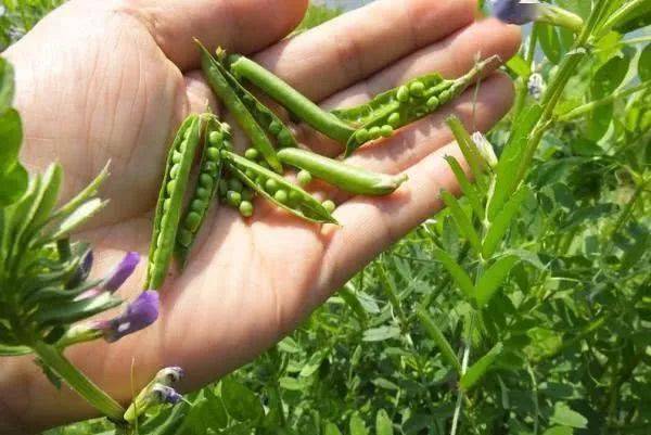 这种草被称为野生豌豆,也被称为野豌豆,马豌豆,野生大麻碗和野生豆.