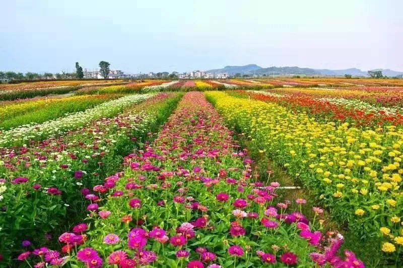 神仙湖花海
