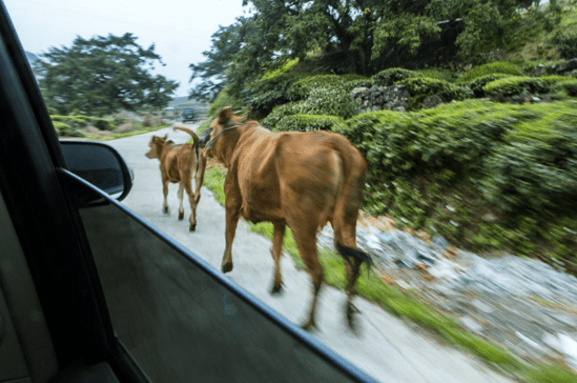 指数|2021茶人欢度国庆指南——茶香熏得游人醉，享受一场金秋浪漫茶乡之行吧！