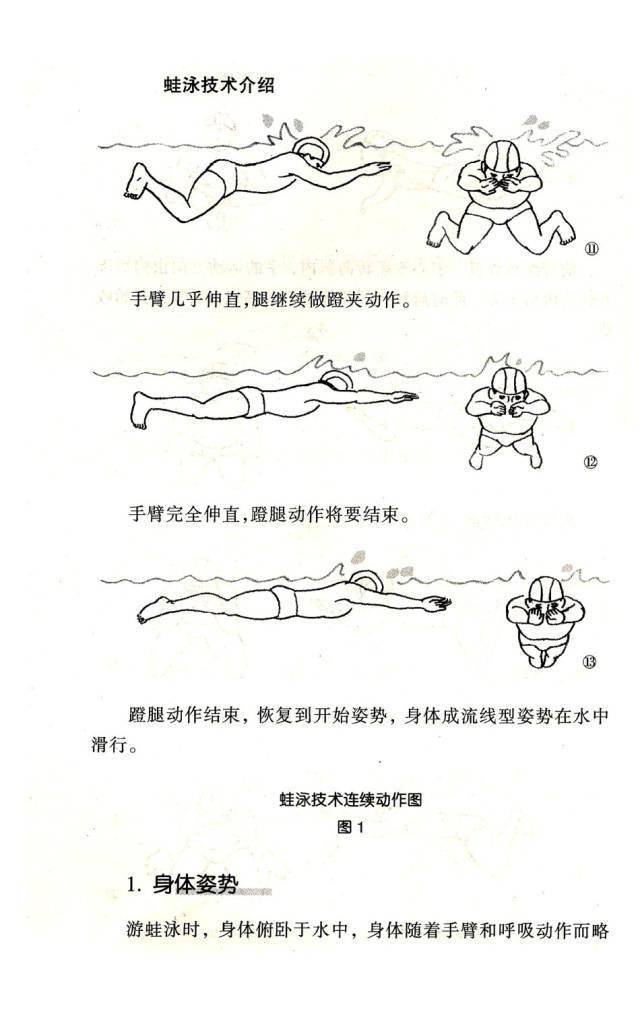 蛙泳肌肉发力部位图片