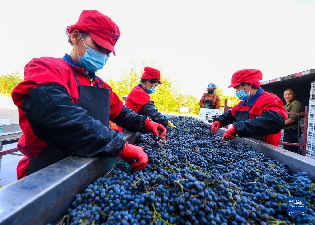 企业|乌海葡萄熟了