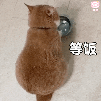 我宣布下班第211期猫咪表情包