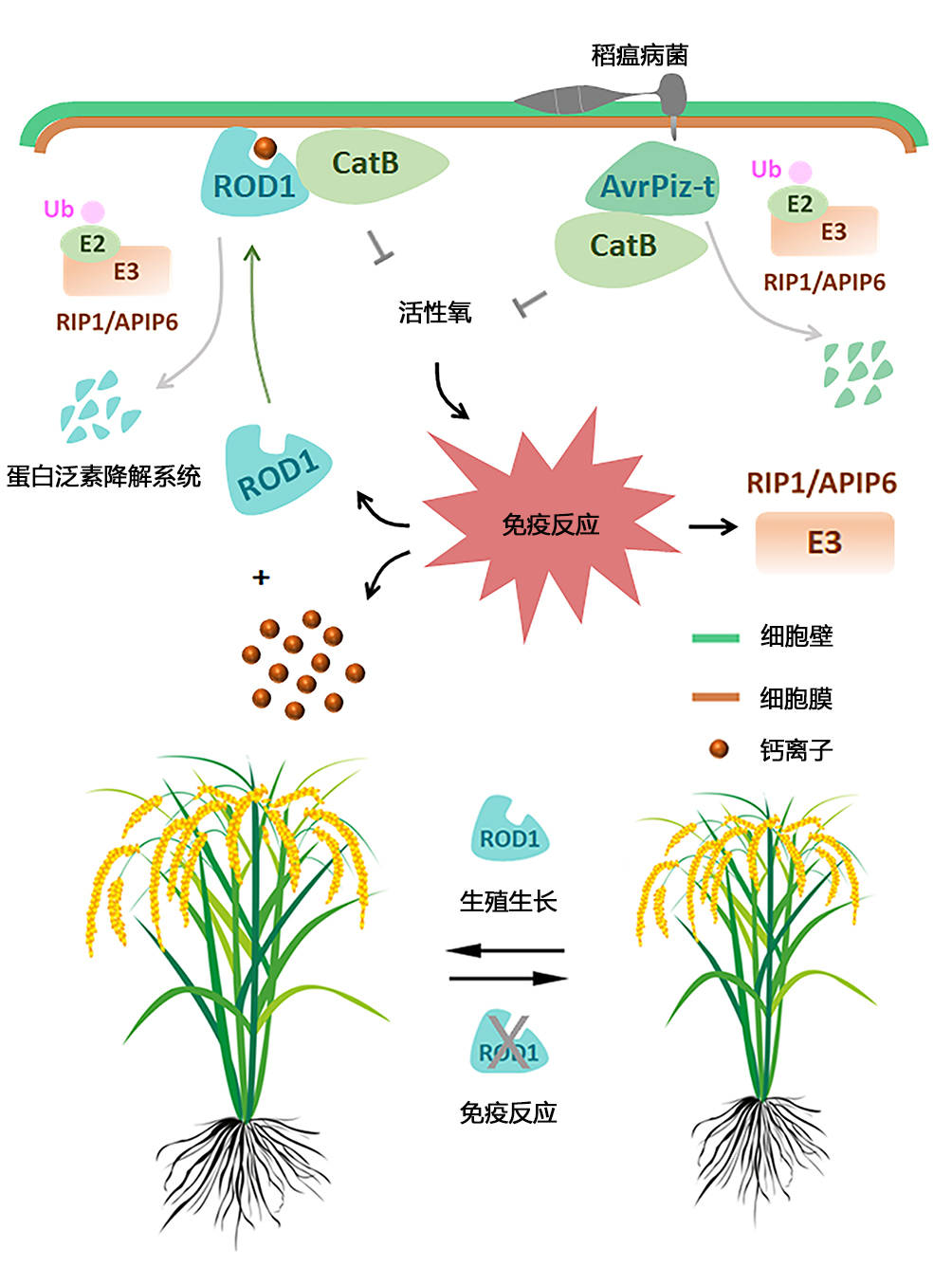 品种|分析三千多种水稻品种基因序列，中国科学家揭秘植物免疫机制