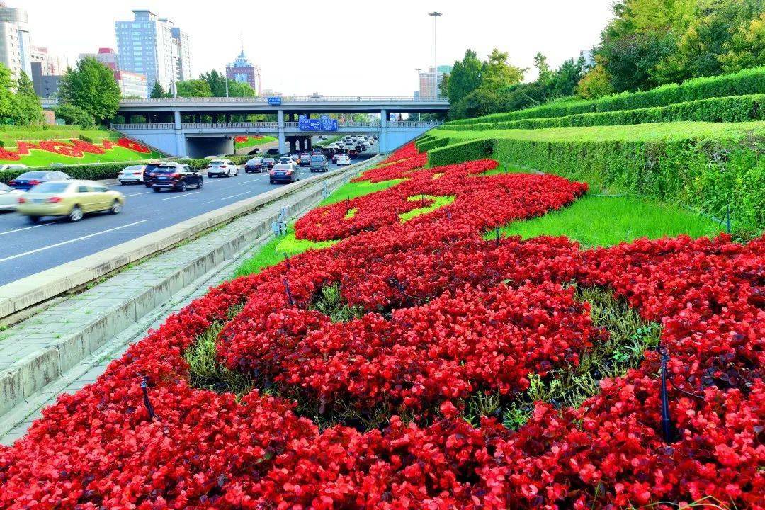 迎国庆!西城大街小巷满是"中国红"_花卉