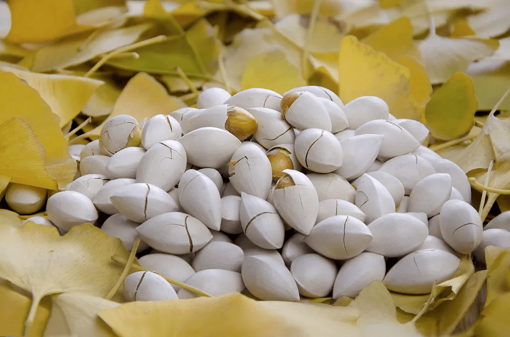 如何快速的清洗白果 ec045dc7549046bea9ec3b4a5c99d77e.png