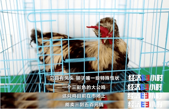 一只鸡卖到1000元?连鸡蛋都10元1个!靠它,他年入300万!
