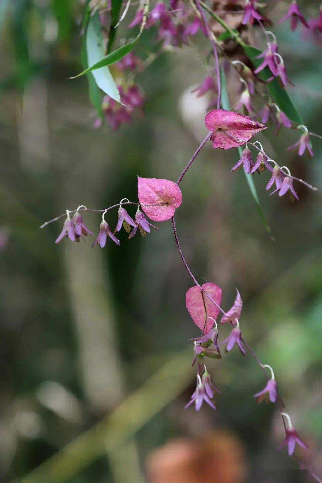飞蛾藤花开,白得清雅,小得秀气