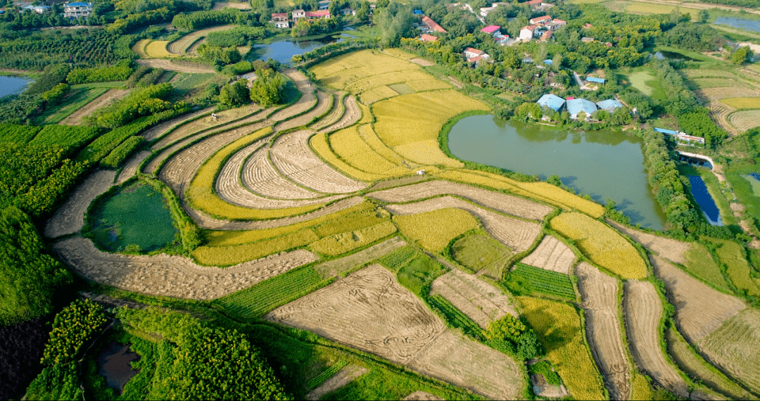 魅力潢川乡镇行稻香田畔潢河长产业振兴数魏岗