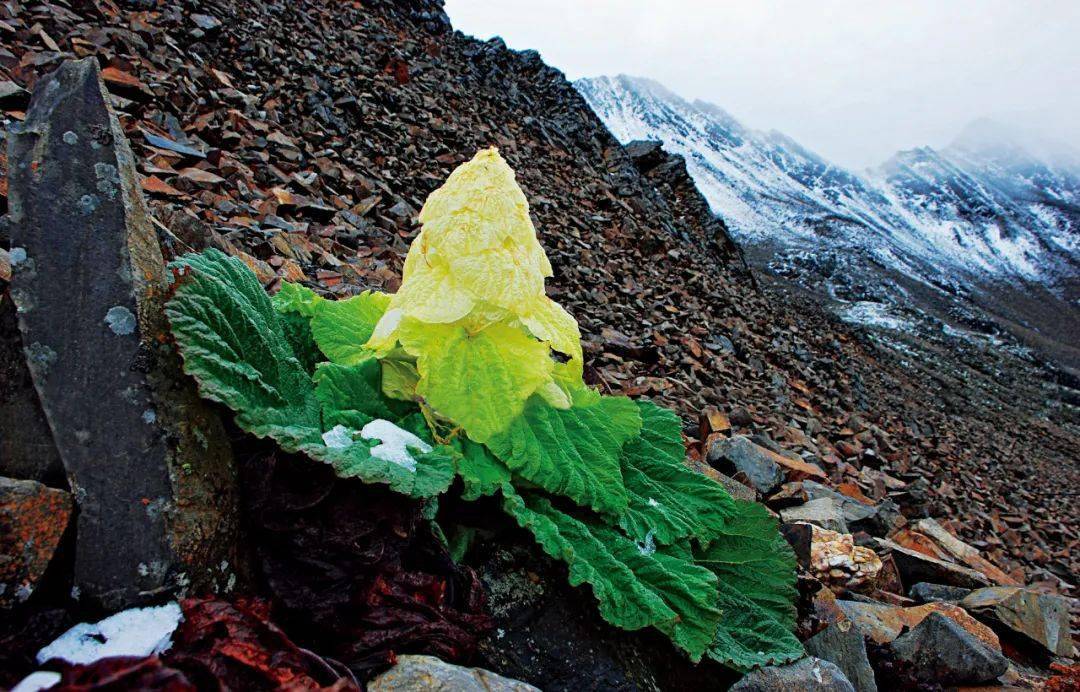 高山流石滩植物图片