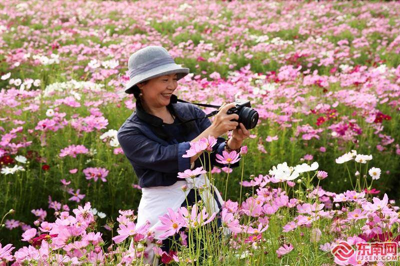 花卉|闽山闽水正金秋 武夷山格桑花开醉游人