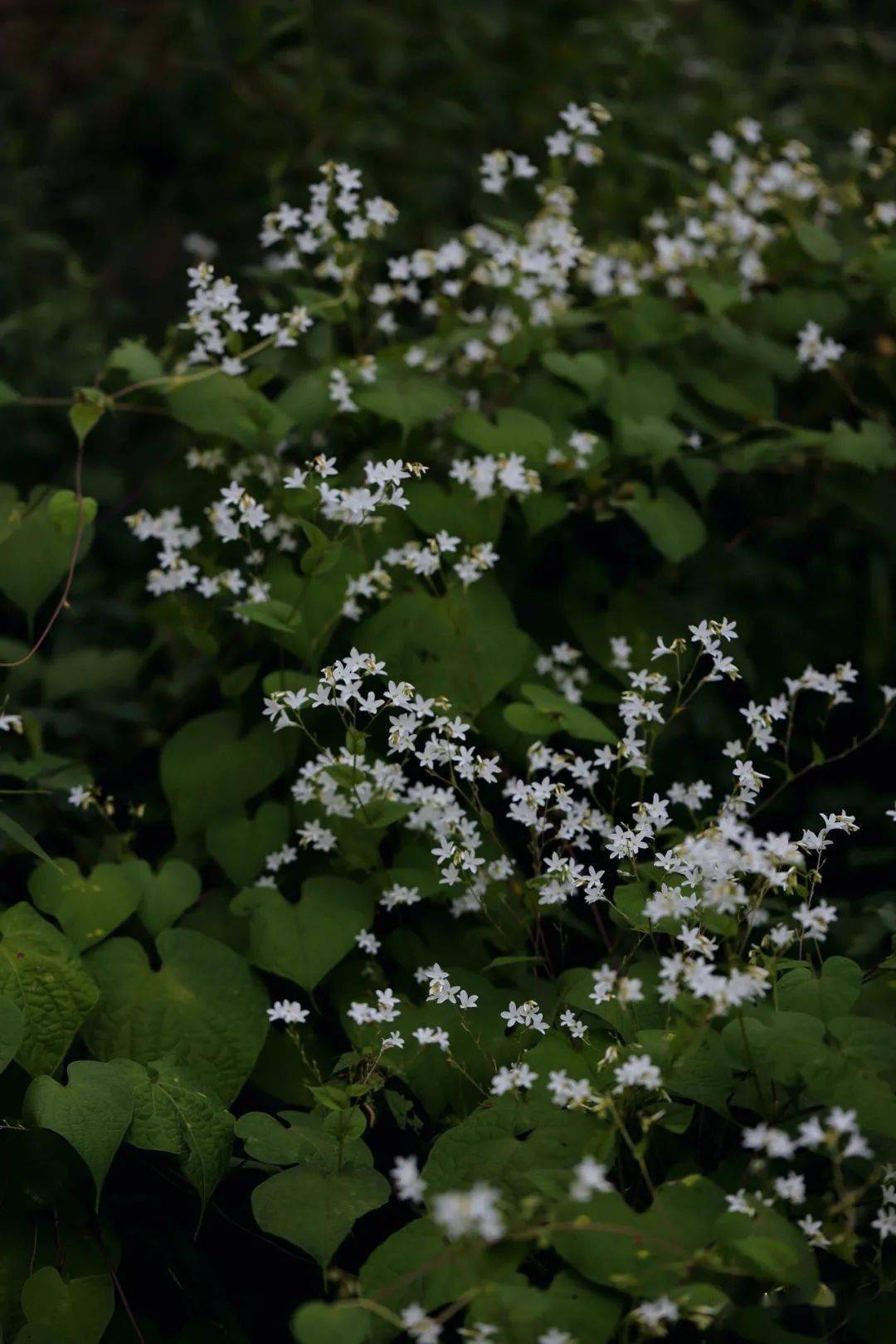 飞蛾藤花开白得清雅小得秀气