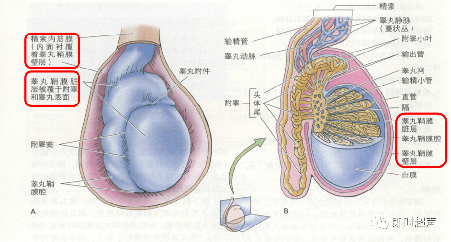 中等回声,分布均匀,少数睾丸实质内可见放射状低回声(血管,睾丸纵隔