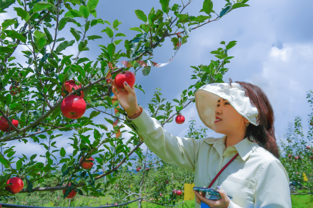 大理市挖色镇 苹果红红挂枝头一路好丰景