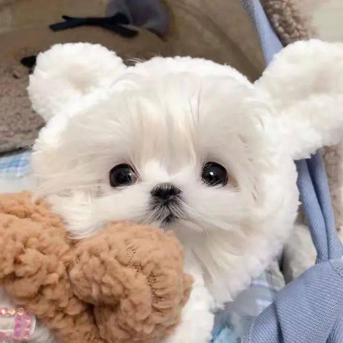 可爱小动物头像