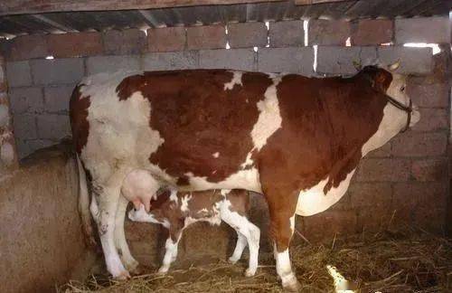 养繁殖母牛才是赚钱的方法你觉得呢