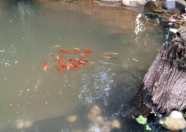 什么样的池塘 14a1eec70be841a891553a8e11b61d0a.jpeg