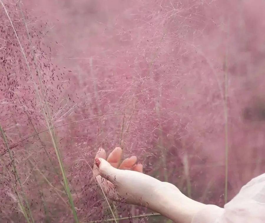 花海|国庆假期不容错过！广州大片限定花海曝光