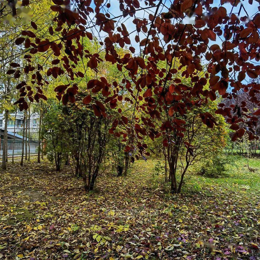 白桦 糖槭 五角枫树叶变色 冰城进入醉美秋叶季 树种