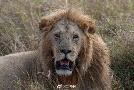 10月4日是世界动物日 保护