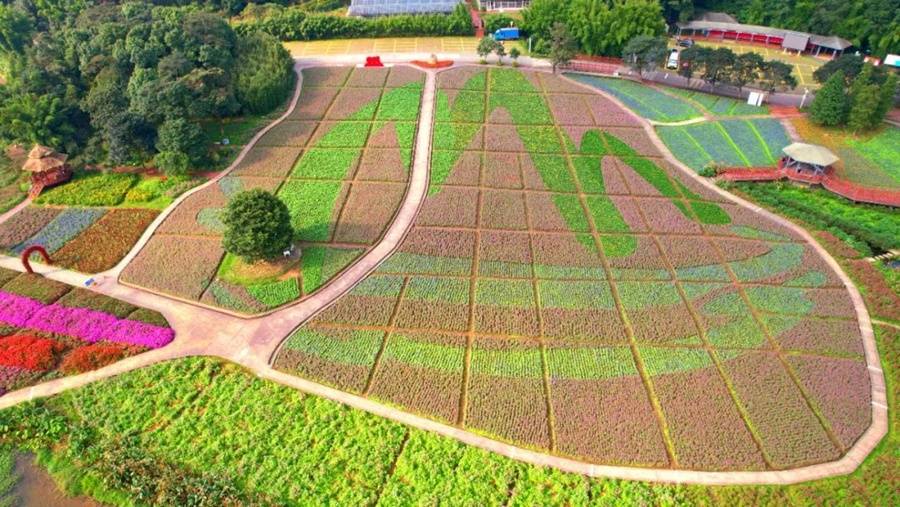 花海|国庆假期不容错过！广州大片限定花海曝光